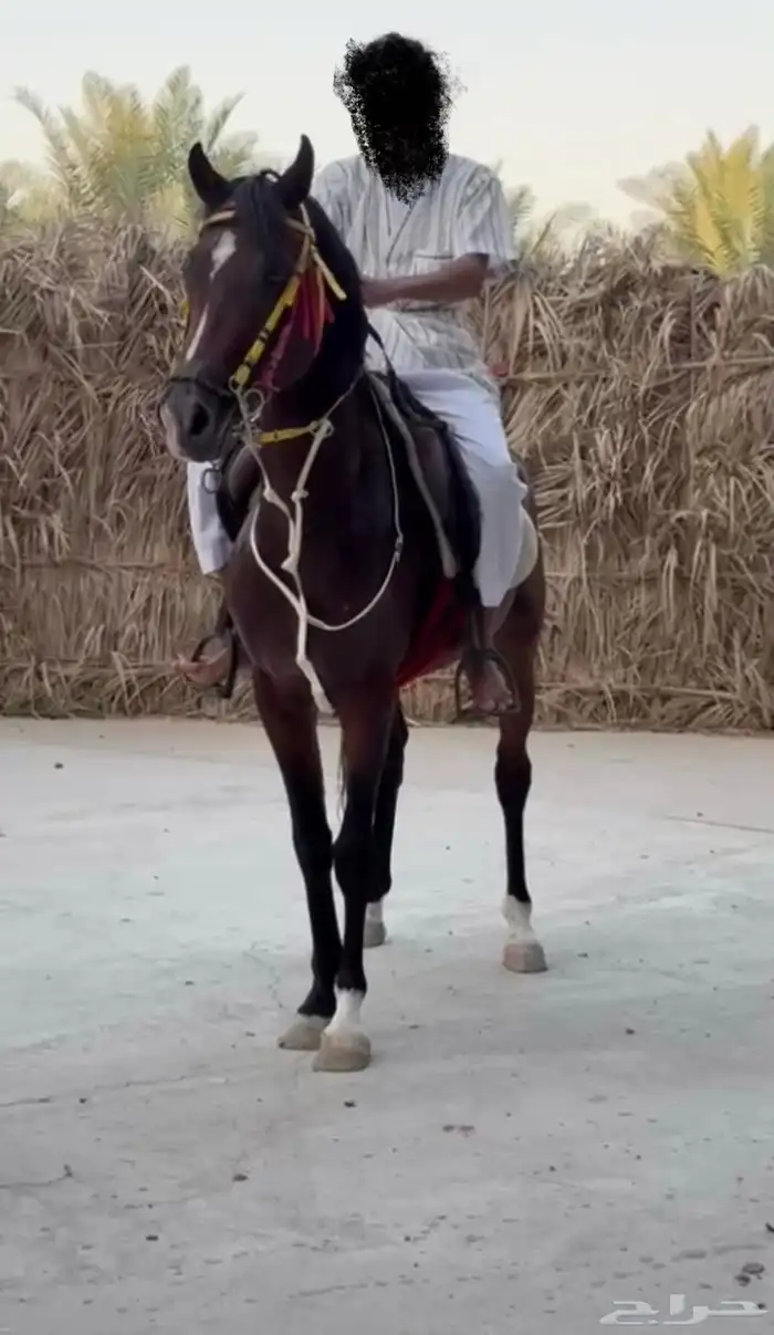 حصان شعبي ينافس الواهو 3