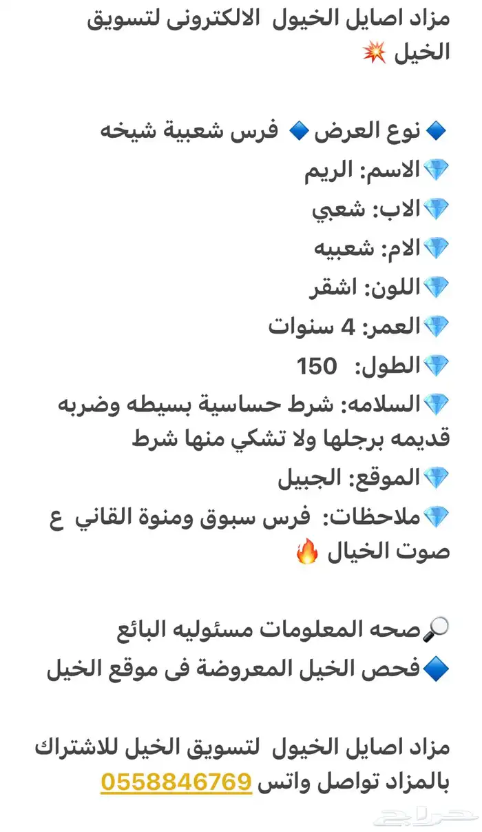فرس شعبيه سبوووق ولقاح ثقيل 2