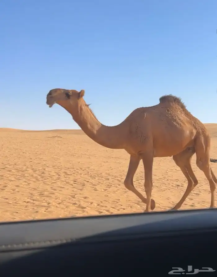 للبيع بكره حقه حمراء كفو جدا باتليه عظم طويله 2