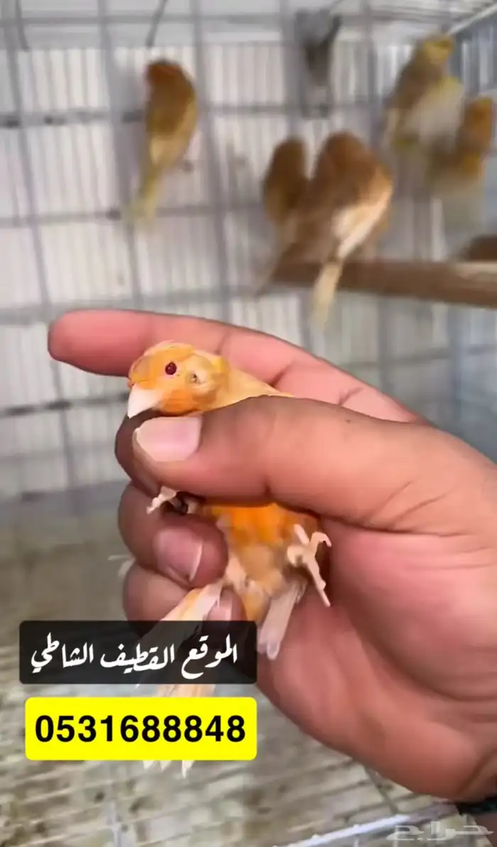 كناري اوربي 0