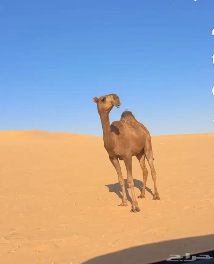 للبيع بكره حقه حمراء كفو جدا باتليه عظم طويله 0