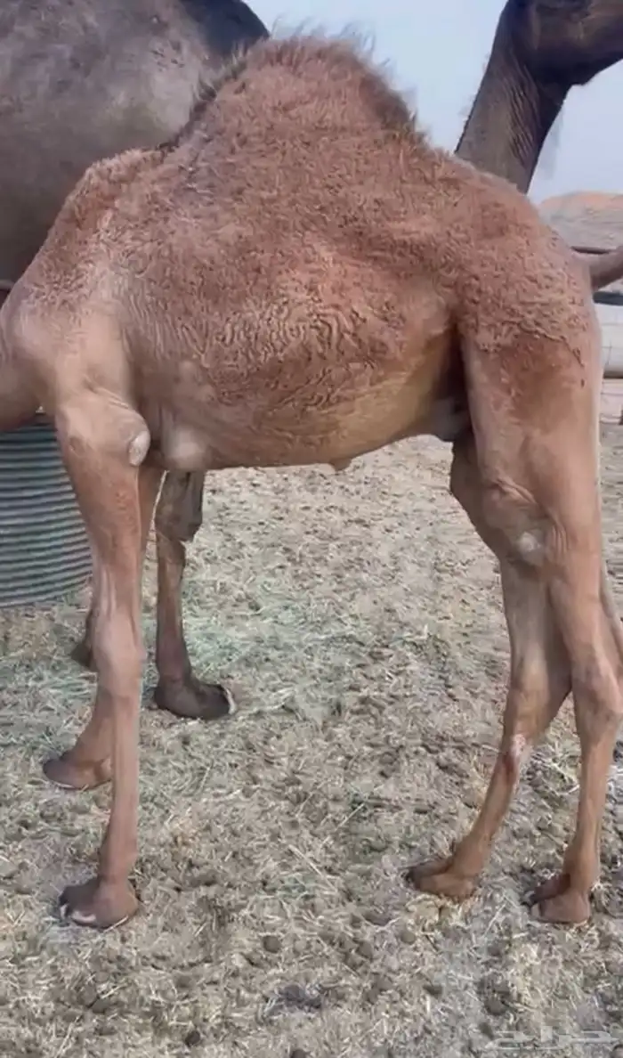 قعود طايش لباني على الحليب 2