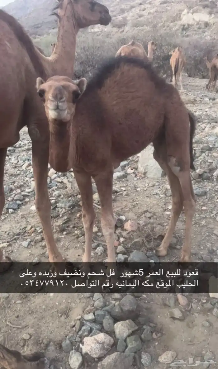 قعود عمره 5شهور فل شحم 0