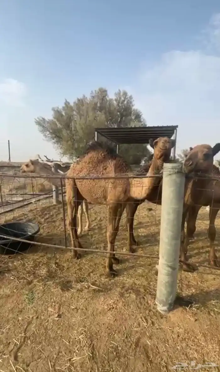 حشو قعدان وبكره العمره 6 شهور وطالع 3