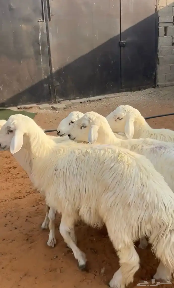 ذبائح ابو فراس نعيم حري الخرج 7