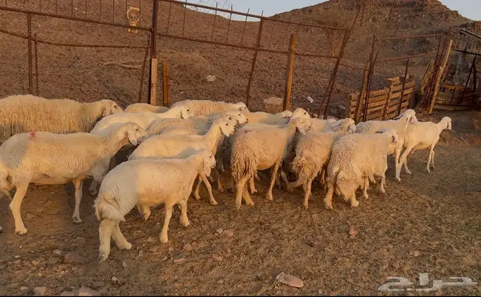 ضاان حرياات مراح 1