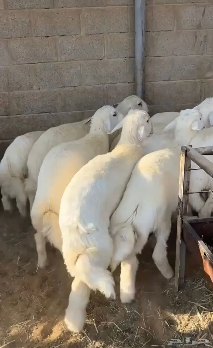 ذبائح ابو فراس نعيم حري الخرج 0