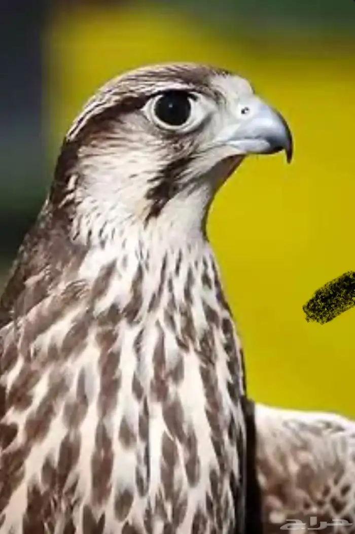 مطلوب صقر 0