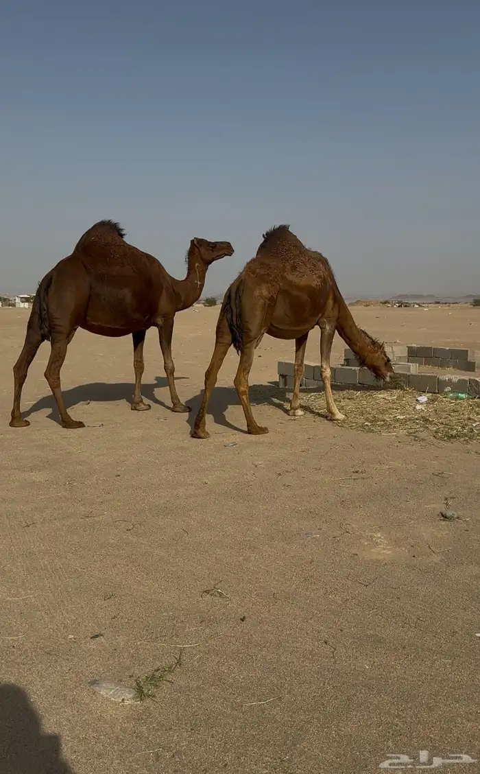 ناقتين سواحل حمر ملاقي 3