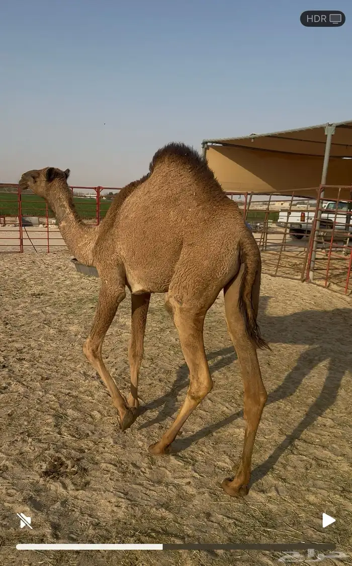 بكره حقه 1