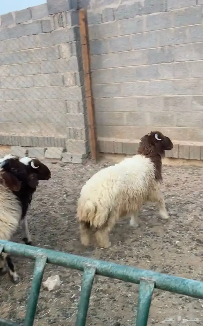 ذبائح ابو فراس نعيم حري الخرج 3