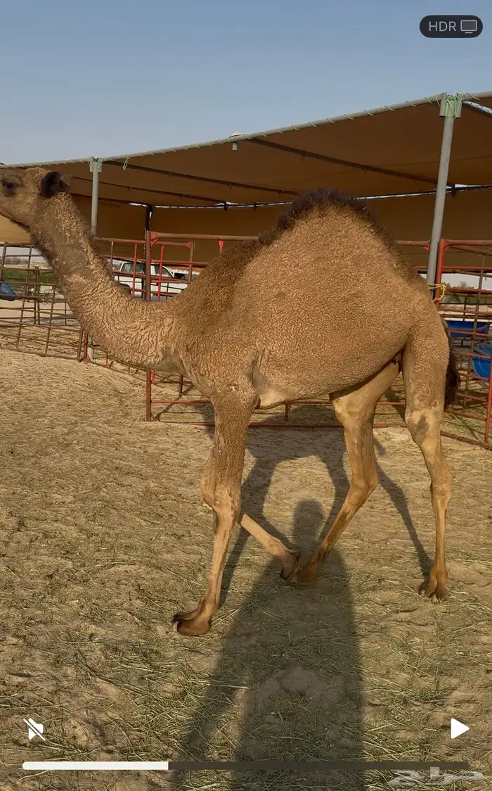 بكره حقه 0