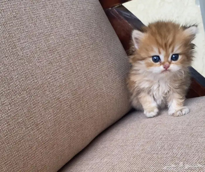 قطط برتش انثى للبيع 1