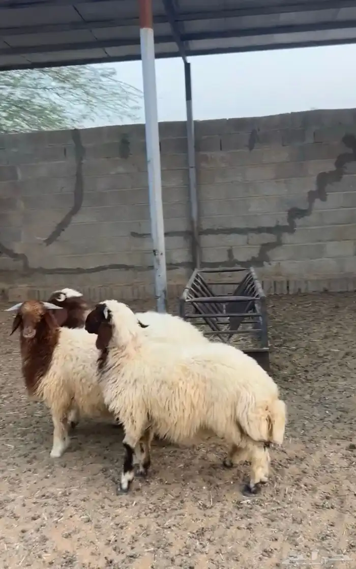 ذبائح ابو فراس نعيم حري الخرج 5