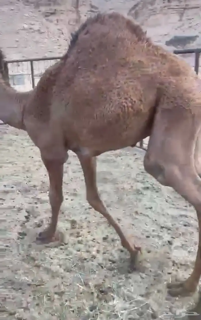 قعود طايش لباني على الحليب 0