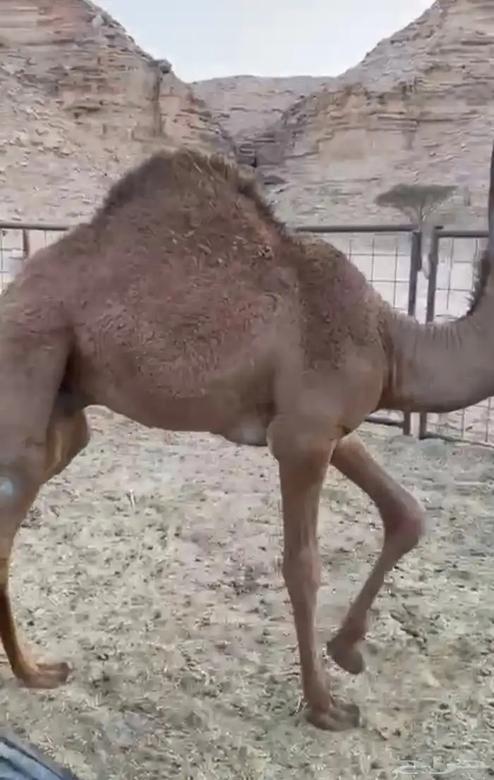 قعود طايش لباني على الحليب 1