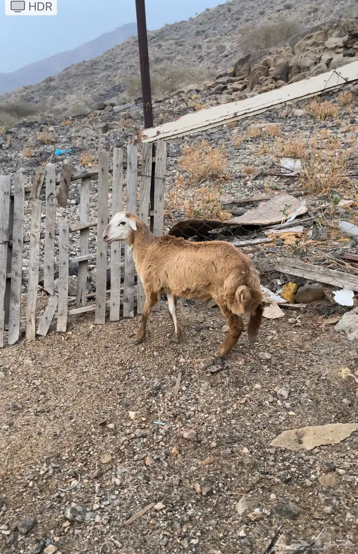 طلي مقفل شحم عمره 4 شهور ونص 3