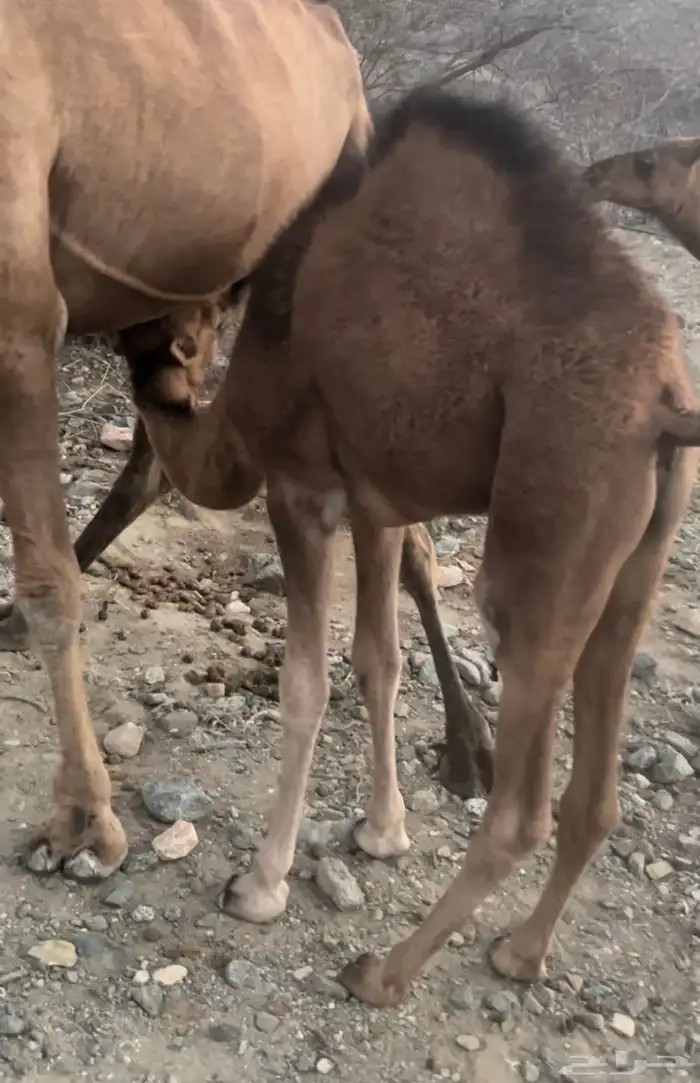 قعود عمره 5شهور فل شحم 1