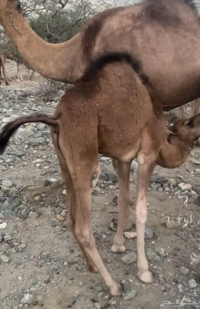 قعود عمره 5شهور فل شحم 3