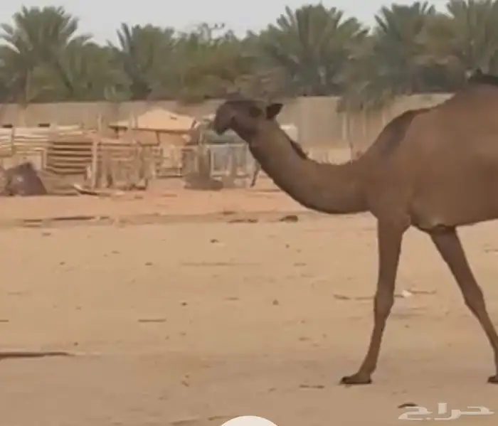 بكره 0