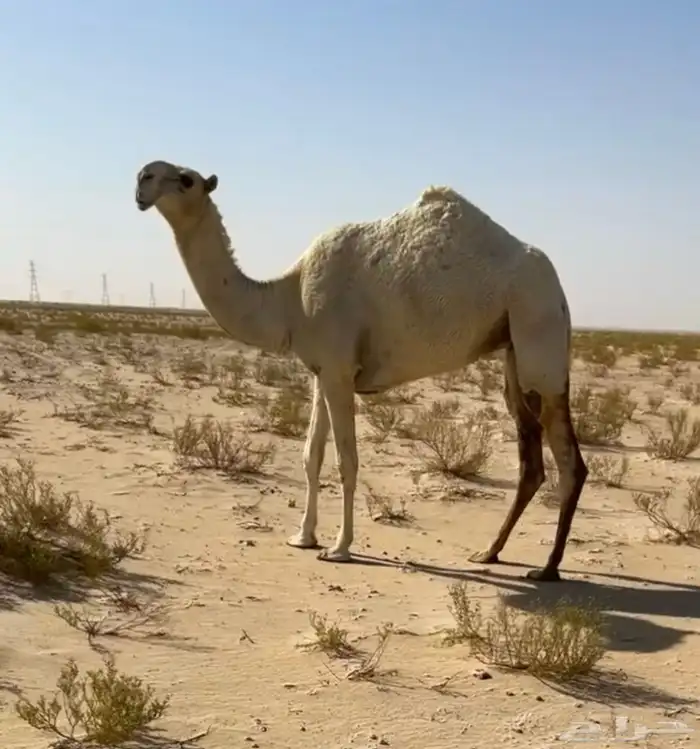 لقيه تجذع وضحاء عليانيه منوة القناي 0