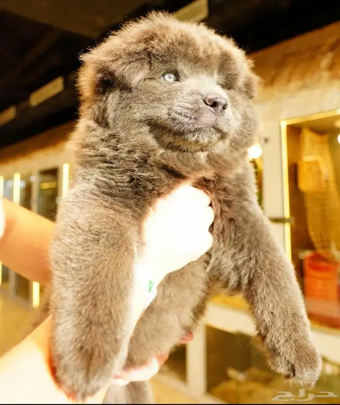 كلب التشاو تشاو 4