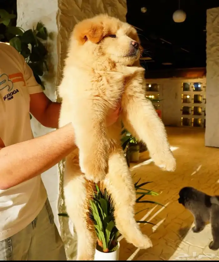 كلب التشاو تشاو 0