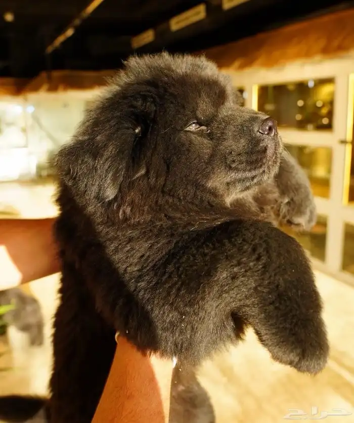 كلب التشاو تشاو 2