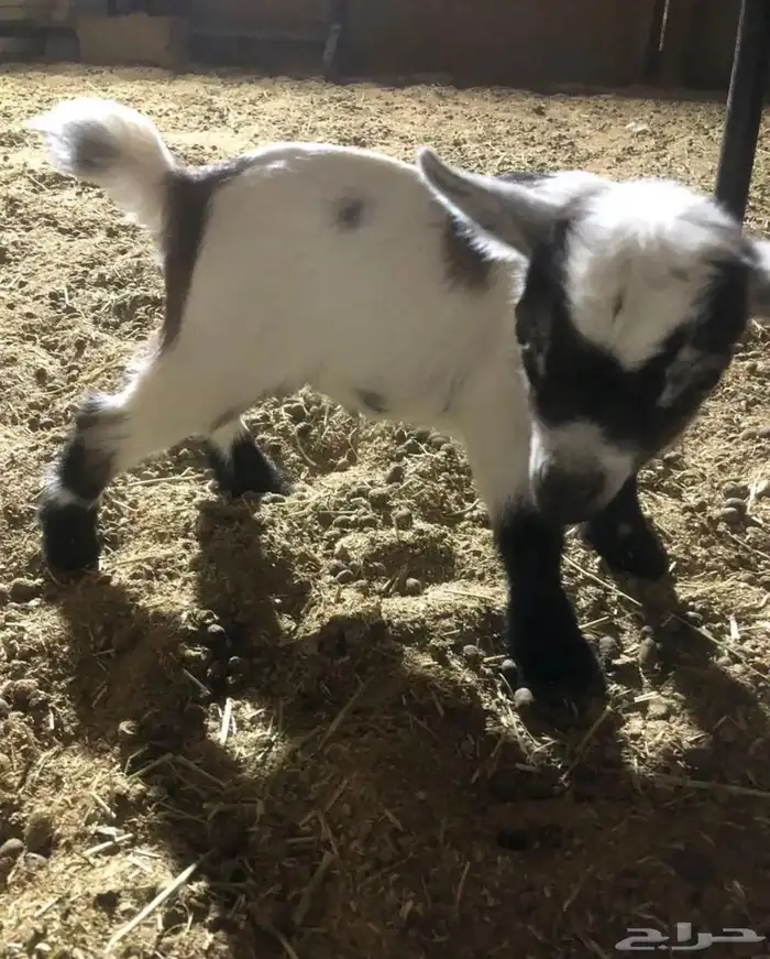 ماعز القزم 2