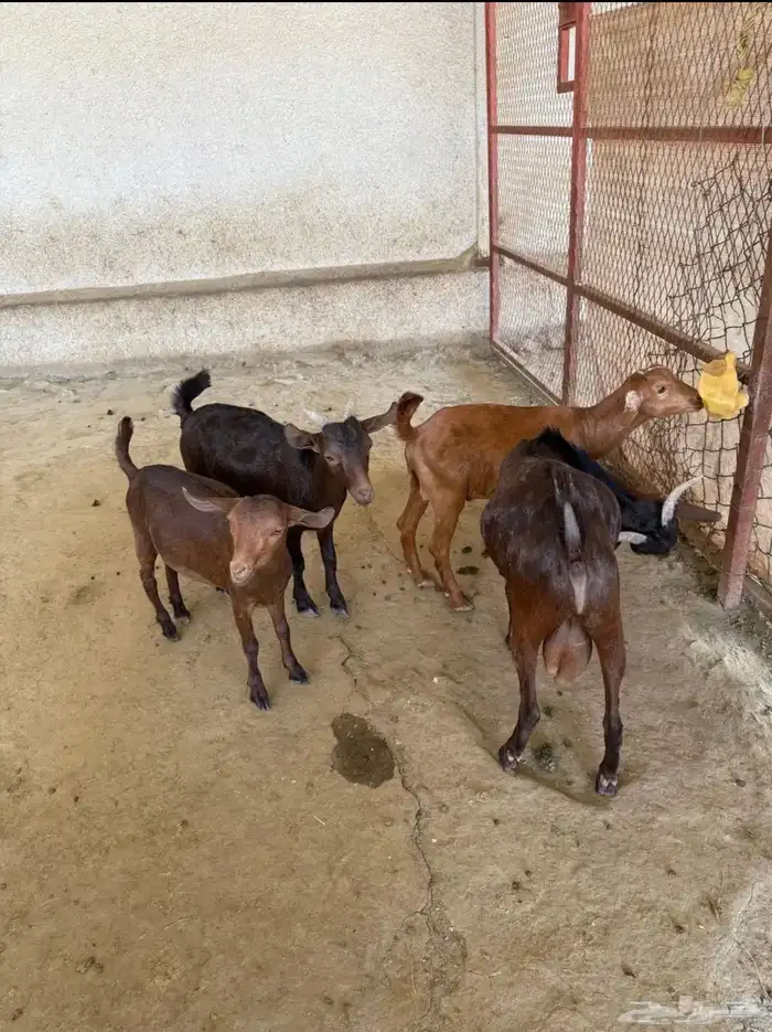 للبيع طليان وتيوس بلدي 2