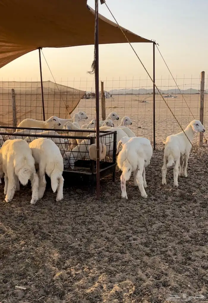 طليان تربيه ا 1