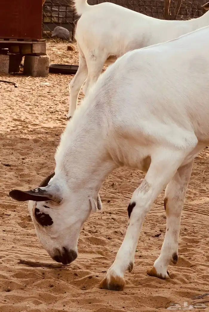 مشروع بيشي صنف الصنف 0