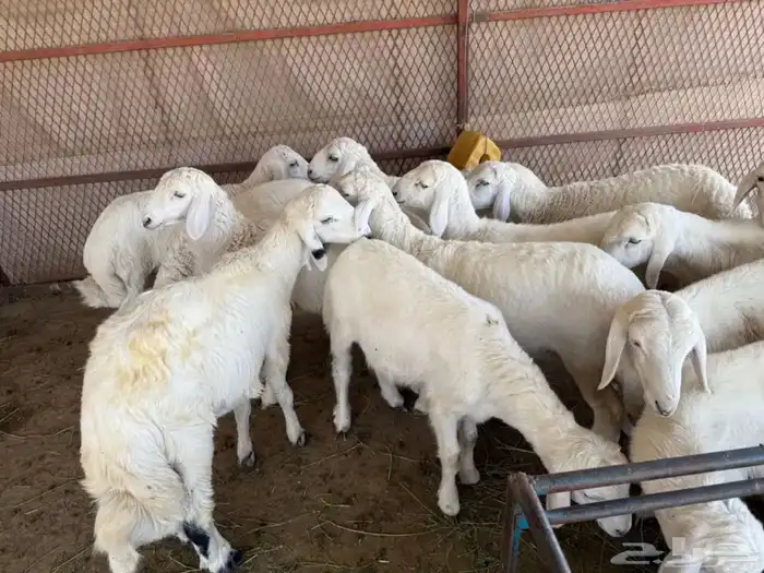 للبيع طليان وتيوس بلدي 3