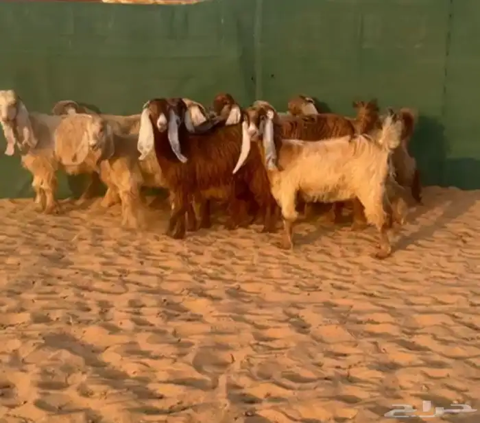 جفرات عوارض صفر اجروم تم البيع 0