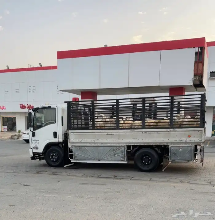دينا نقل 0