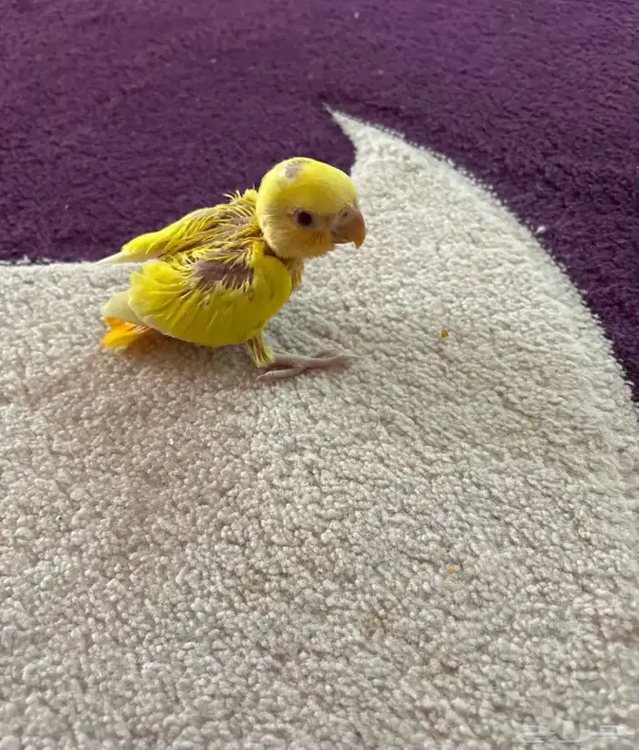 فرخ روز للبيع 0