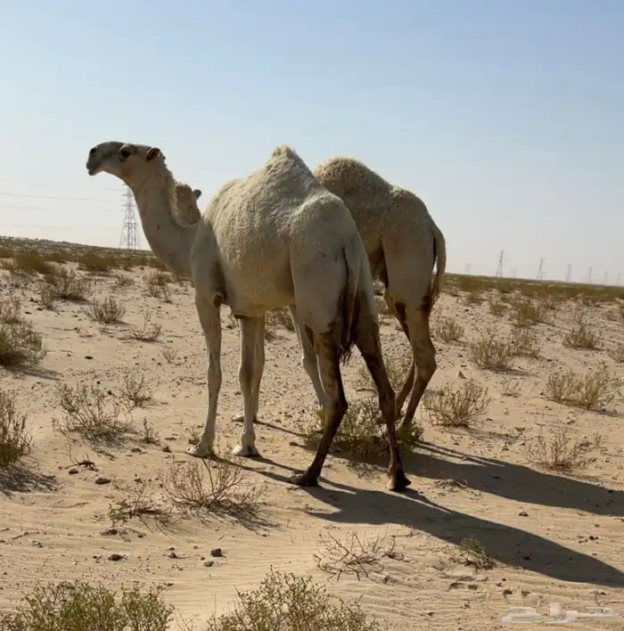 لقيه تجذع وضحاء عليانيه منوة القناي 1