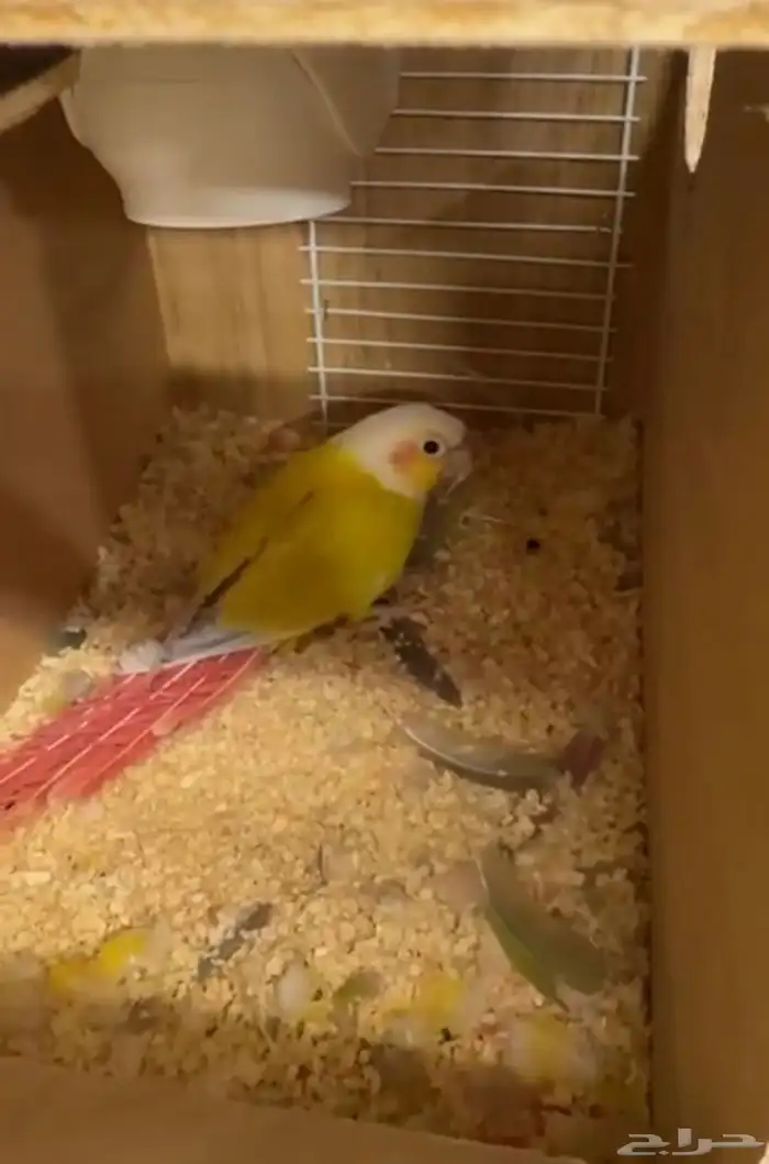 أزواج كنيور متنوعه ومنتجة ومميزة(مفرد-جملة) 22