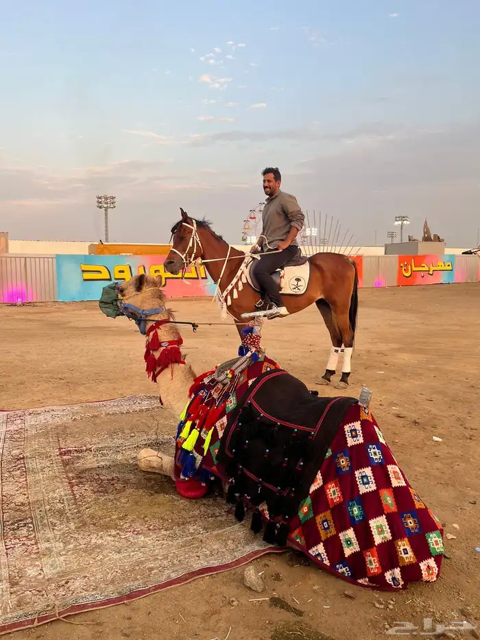 خيل وصقر وجمل للإيجار ب أسعار مناسبه 2