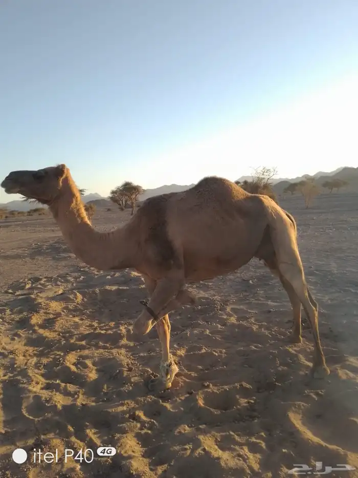 ناقة حمر لقحة كبيره بالعمر وهديه وفيه البن وبكرة وضحا رباع 1