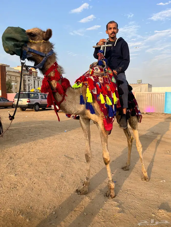 خيل وصقر وجمل للإيجار ب أسعار مناسبه 3