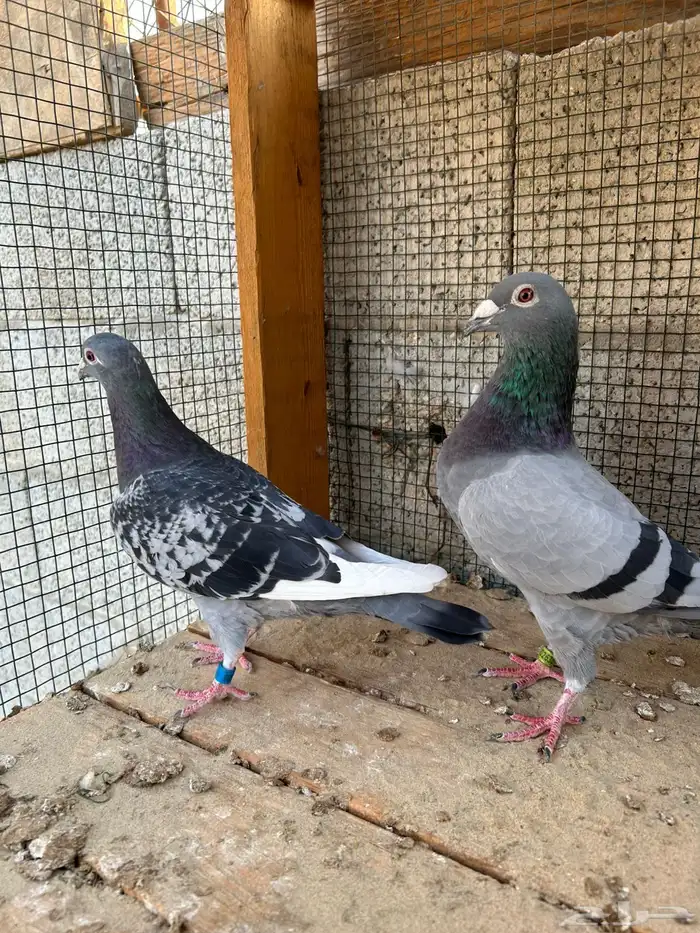 زاجل سباق 4