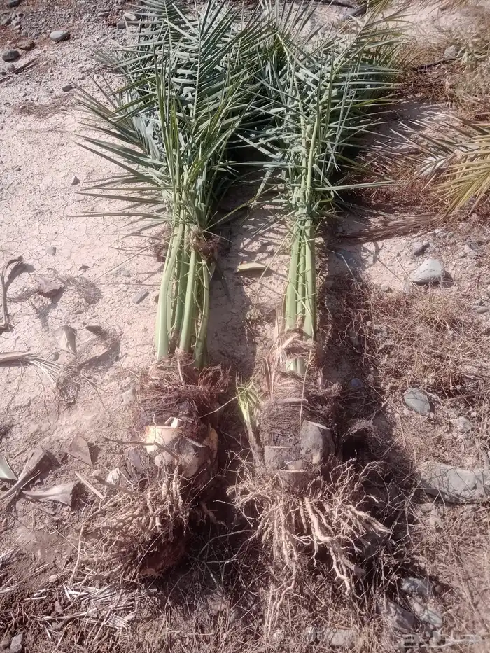 صني فسائل عجوه وعنبر 1