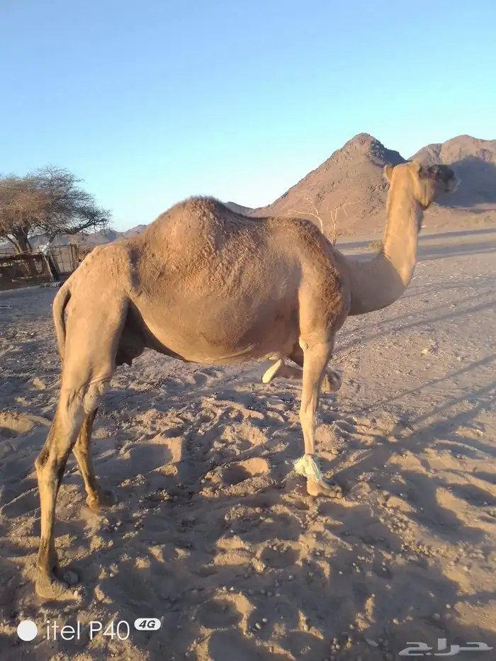 ناقة حمر لقحة كبيره بالعمر وهديه وفيه البن وبكرة وضحا رباع 2