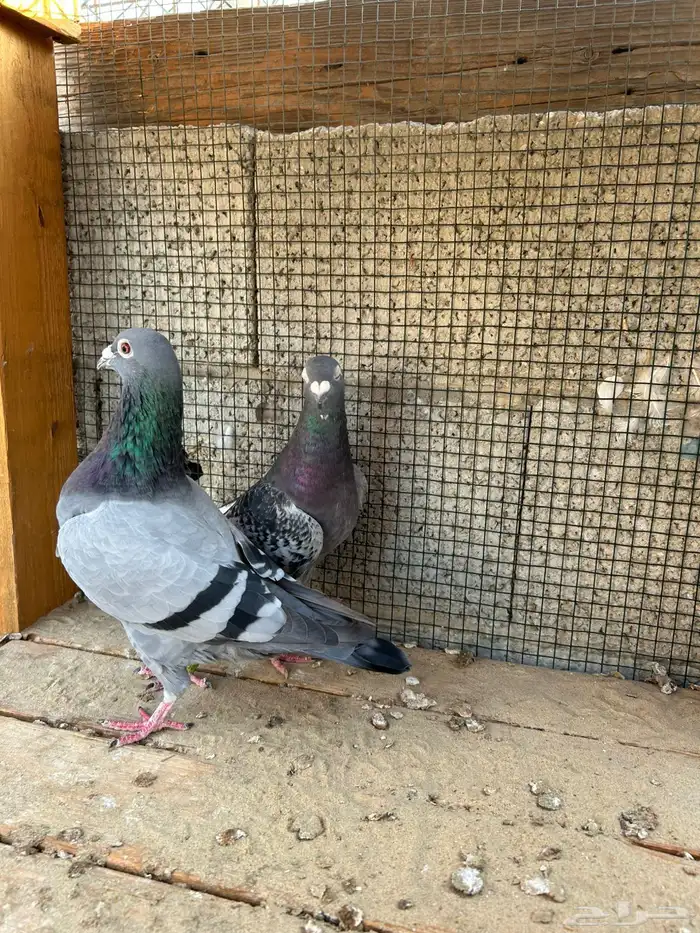 زاجل سباق 0