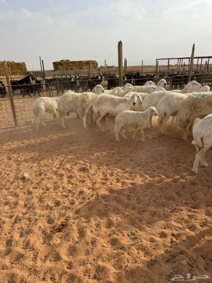 حريات حرش 2