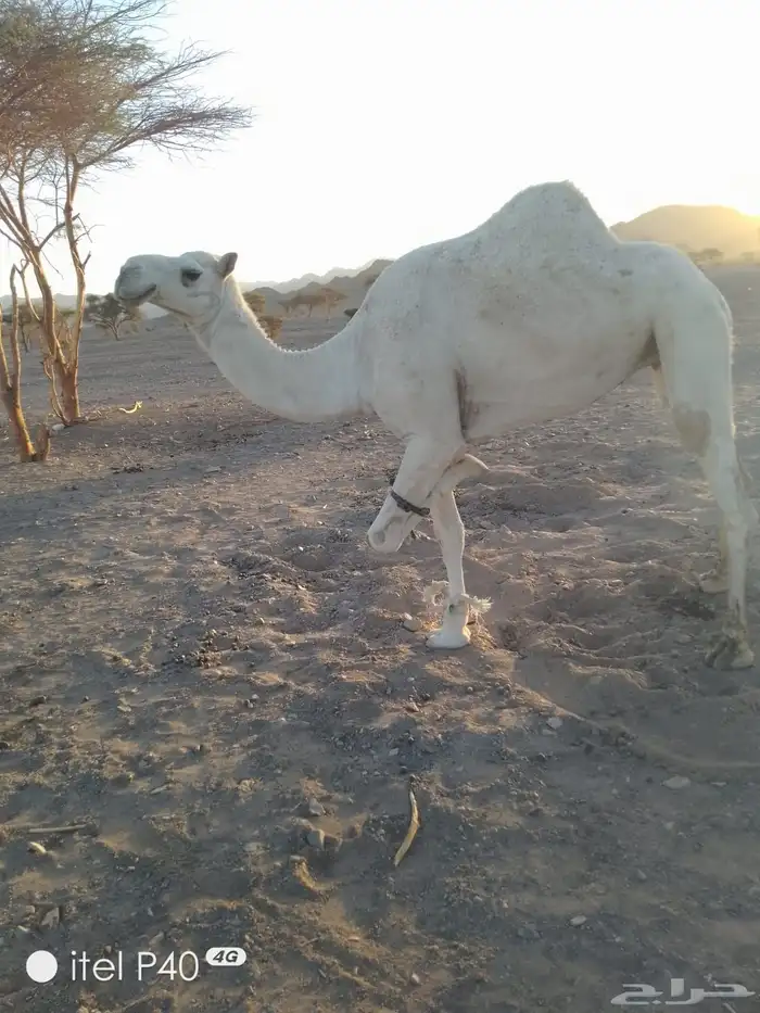 ناقة حمر لقحة كبيره بالعمر وهديه وفيه البن وبكرة وضحا رباع 0