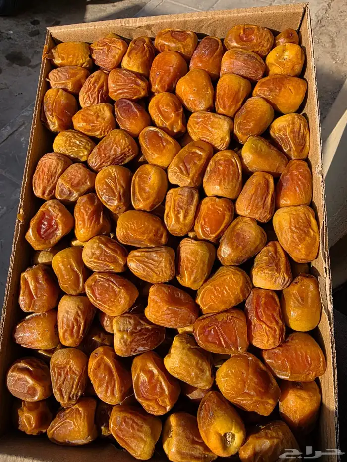 تمر سكري فاخر 1