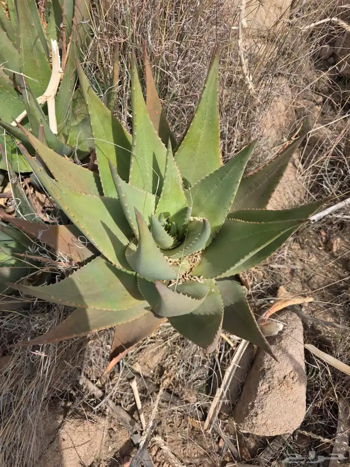 صبار اولفيرا 3