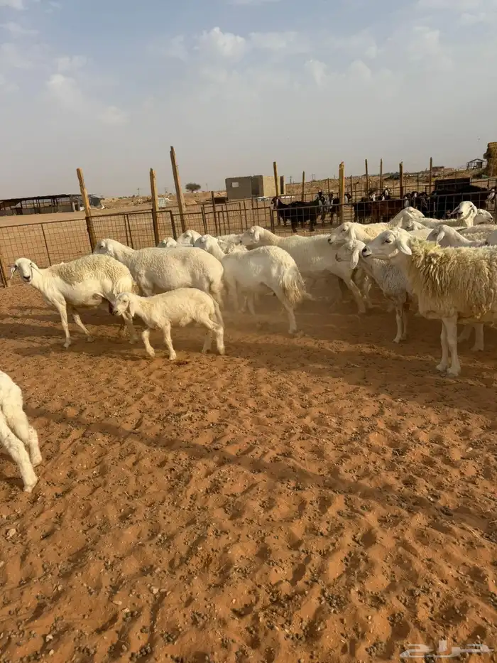 حريات حرش 5